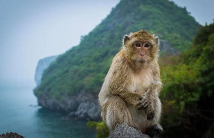 Đảo khỉ